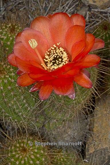 echinopsis huascha 6 graphic